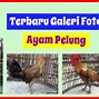 Ayam Jago Usia 3 Bulan